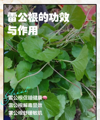 种植雷公根效益如何