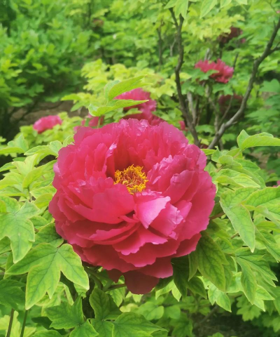 家庭养花用生根粉