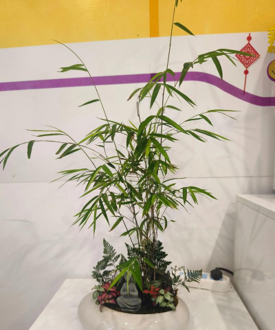 养花达人小竹子