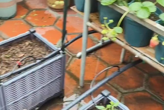 家庭养花用生根粉