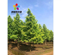 金叶水杉工程苗怎么培养?