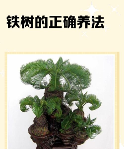 盆栽南美铁树怎么养