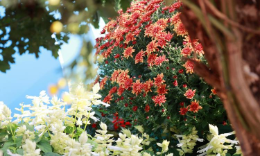 家庭养花用生根粉