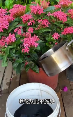 家庭养花用生根粉