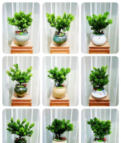 怎么矮化罗汉松