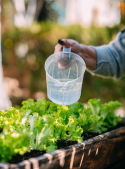 家庭养花用生根粉