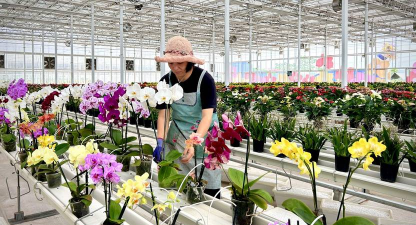 家庭养花用生根粉