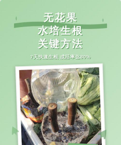 家庭养花用生根粉