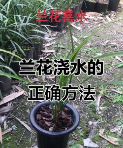 细叶兰花怎么养