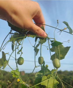 老鼠拉冬瓜怎么栽种