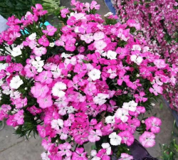 云南相思梅怎么养