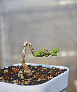 魔南景天怎么饲养