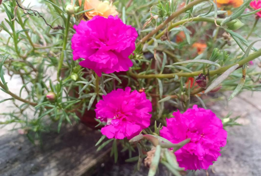 家庭养花用生根粉