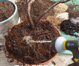 家庭养花用生根粉