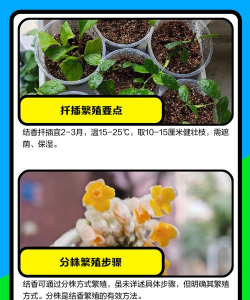 结香如何扦插繁殖