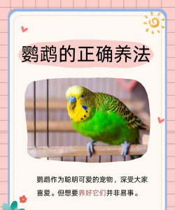 如何养出将军鸟