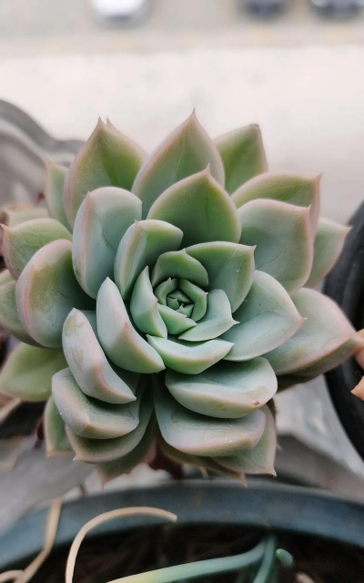 月亮仙子怎么养花