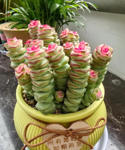 金钱串怎么过冬天