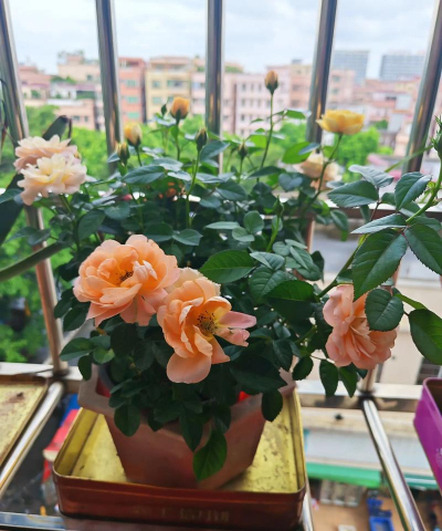 家庭养花用生根粉