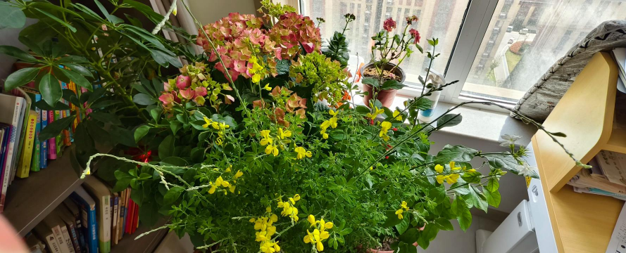 家庭养花用生根粉