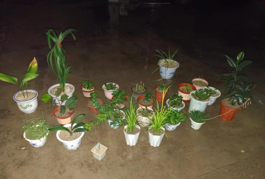 家庭养花用生根粉