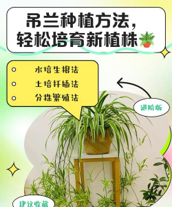 宽叶吊兰怎么移植