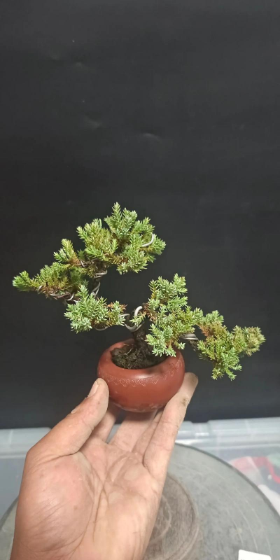 球柏盆景怎么养