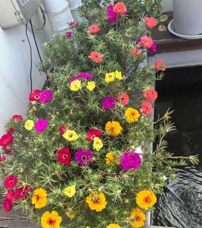 家庭养花用生根粉