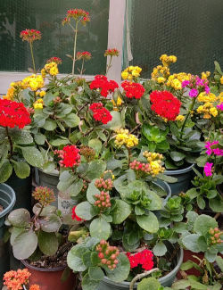 家庭养花用生根粉