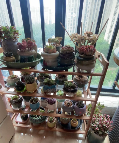 家庭养花用生根粉