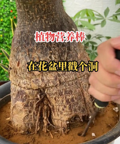 家庭养花用生根粉