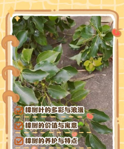 香樟叶子养花好吗