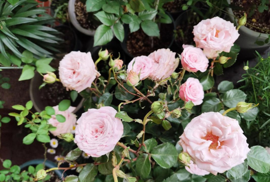 家庭养花用生根粉