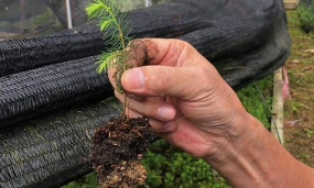 家庭养花用生根粉