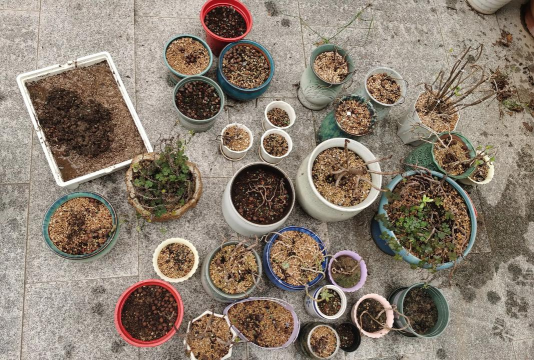 家庭养花用生根粉