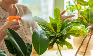 家庭养花用生根粉