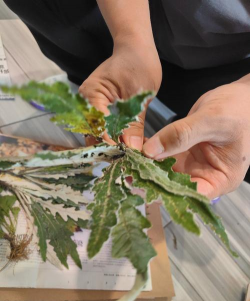 家庭养花用生根粉