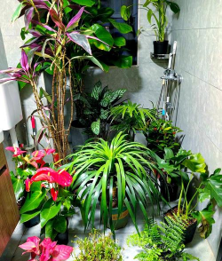 家庭养花用生根粉