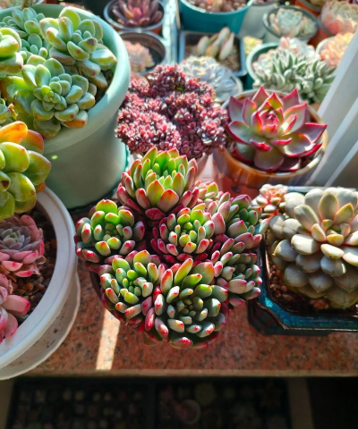 家庭养花用生根粉