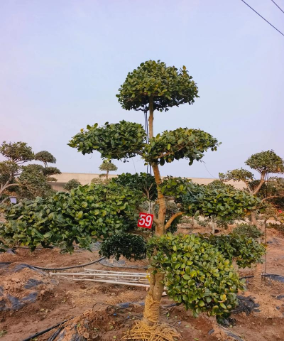 无刺枸骨怎么造型