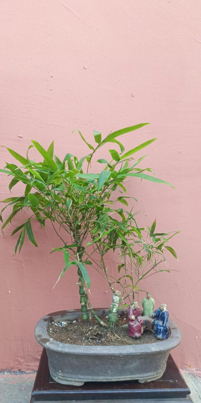 罗汉竹盆景怎么造型