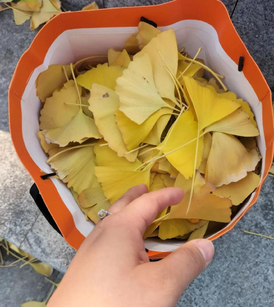 银杏叶怎么送