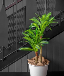 巴西铁木怎么砍头