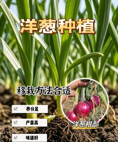洋葱室内怎么种植方法