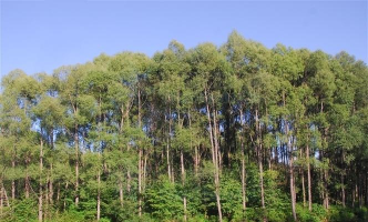 钻天柳-优良冬季观枝乔木钻天柳