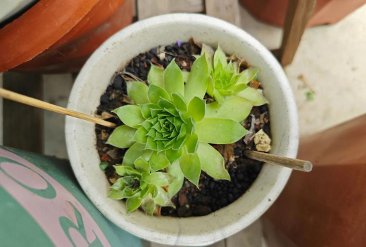 家庭养花用生根粉