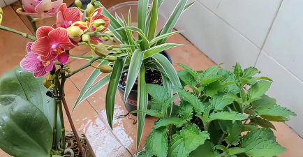 家庭养花用生根粉