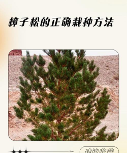 樟子松树苗怎么栽