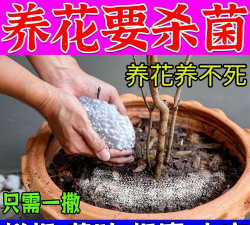 家庭养花用生根粉