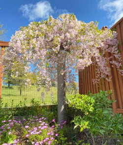 垂枝樱花怎么修剪